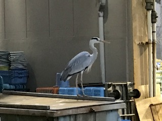 IMG_1683.JPG
